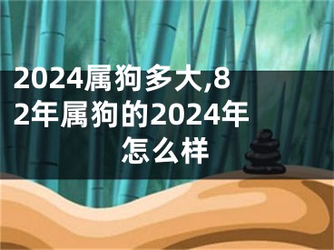 2024属狗多大,82年属狗的2024年怎么样