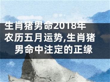 生肖猪男命2018年农历五月运势,生肖猪男命中注定的正缘