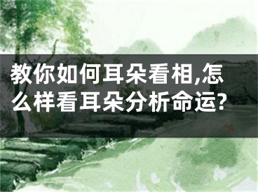 教你如何耳朵看相,怎么样看耳朵分析命运?