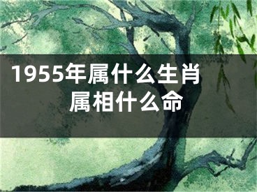 1955年属什么生肖属相什么命