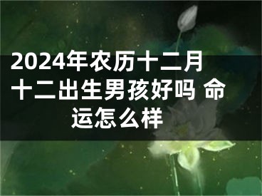 2024年农历十二月十二出生男孩好吗 命运怎么样 