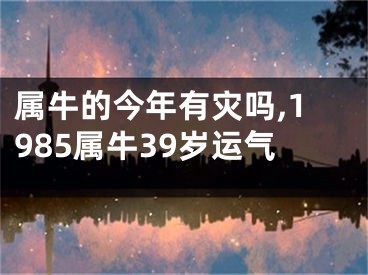 属牛的今年有灾吗,1985属牛39岁运气