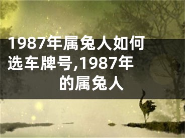 1987年属兔人如何选车牌号,1987年的属兔人