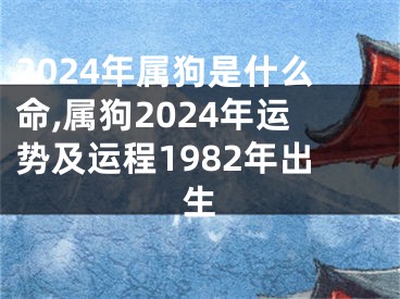 2024年属狗是什么命,属狗2024年运势及运程1982年出生