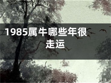 1985属牛哪些年很走运