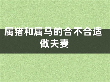 属猪和属马的合不合适做夫妻