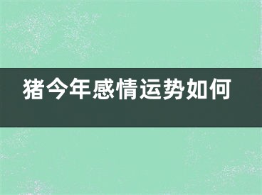 猪今年感情运势如何