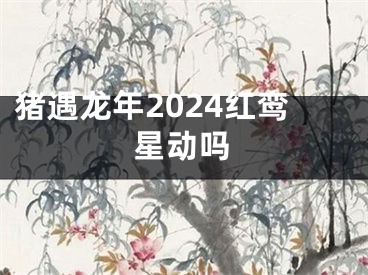 猪遇龙年2024红鸾星动吗