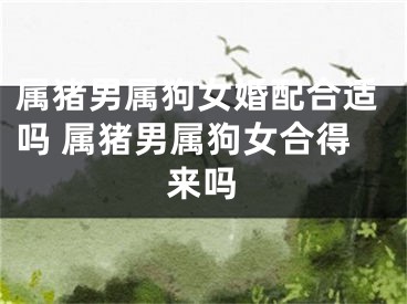 属猪男属狗女婚配合适吗 属猪男属狗女合得来吗