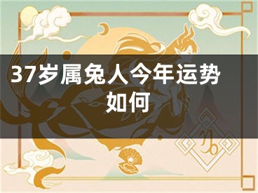 37岁属兔人今年运势如何