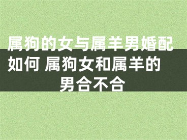 属狗的女与属羊男婚配如何 属狗女和属羊的男合不合