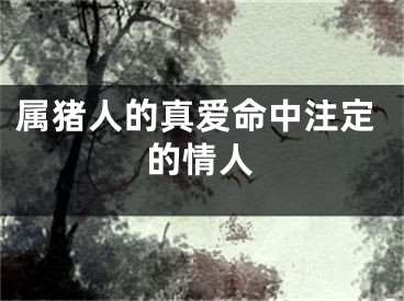 属猪人的真爱命中注定的情人