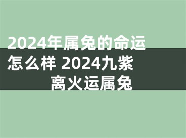 2024年属兔的命运怎么样 2024九紫离火运属兔