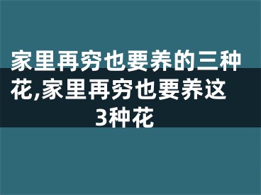 家里再穷也要养的三种花,家里再穷也要养这3种花