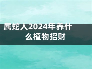 属蛇人2024年养什么植物招财