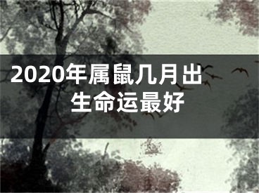 2020年属鼠几月出生命运最好