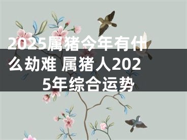 2025属猪今年有什么劫难 属猪人2025年综合运势