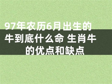 97年农历6月出生的牛到底什么命 生肖牛的优点和缺点