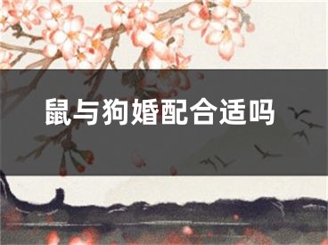 鼠与狗婚配合适吗