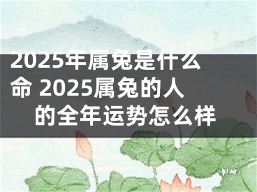 2025年属兔是什么命 2025属兔的人的全年运势怎么样