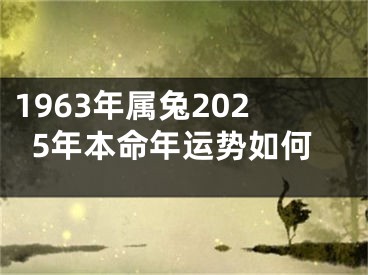 1963年属兔2025年本命年运势如何