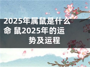 2025年属鼠是什么命 鼠2025年的运势及运程