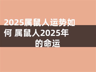 2025属鼠人运势如何 属鼠人2025年的命运