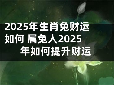 2025年生肖兔财运如何 属兔人2025年如何提升财运