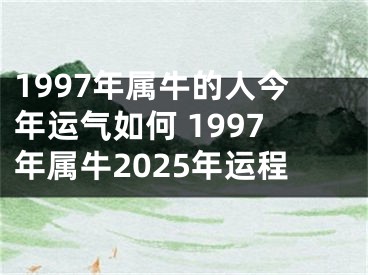 1997年属牛的人今年运气如何 1997年属牛2025年运程