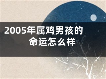 2005年属鸡男孩的命运怎么样
