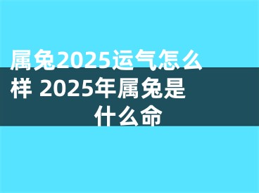 属兔2025运气怎么样 2025年属兔是什么命