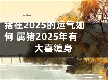 猪在2025的运气如何 属猪2025年有大喜缠身