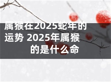 属猴在2025蛇年的运势 2025年属猴的是什么命