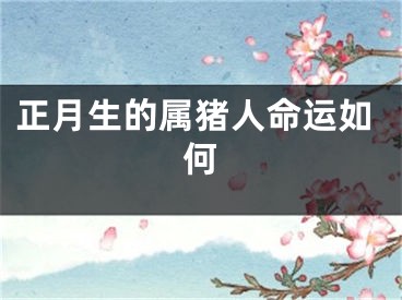 正月生的属猪人命运如何
