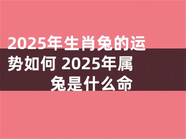 2025年生肖兔的运势如何 2025年属兔是什么命