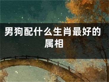 男狗配什么生肖最好的属相