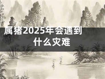 属猪2025年会遇到什么灾难