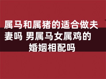 属马和属猪的适合做夫妻吗 男属马女属鸡的婚姻相配吗