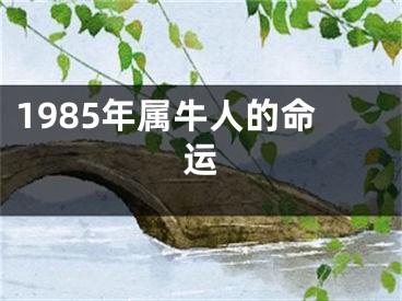 1985年属牛人的命运