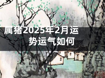 属猪2025年2月运势运气如何