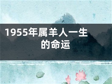 1955年属羊人一生的命运