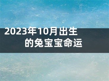 2023年10月出生的兔宝宝命运