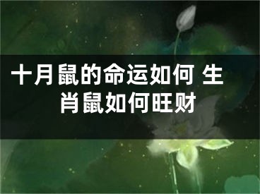十月鼠的命运如何 生肖鼠如何旺财