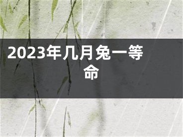 2023年几月兔一等命