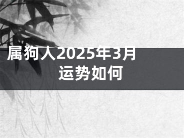 属狗人2025年3月运势如何