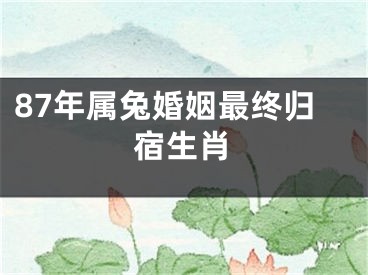 87年属兔婚姻最终归宿生肖