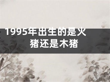 1995年出生的是火猪还是木猪