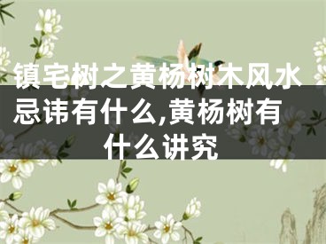 镇宅树之黄杨树木风水忌讳有什么,黄杨树有什么讲究