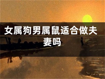 女属狗男属鼠适合做夫妻吗