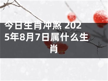 今日生肖冲煞 2025年8月7日属什么生肖